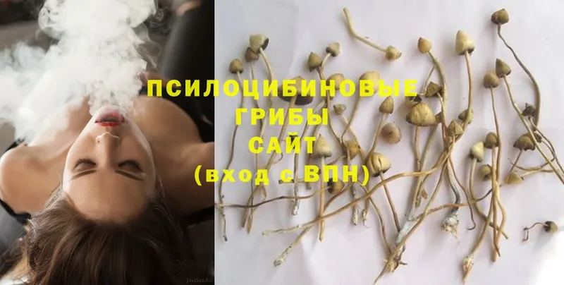 Галлюциногенные грибы Psilocybe Красный Кут